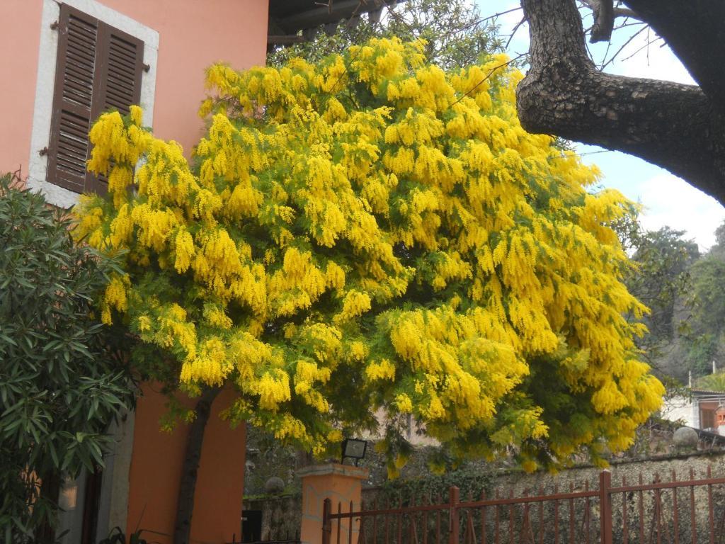 Albergo Giardino Toscolano Maderno Exterior foto